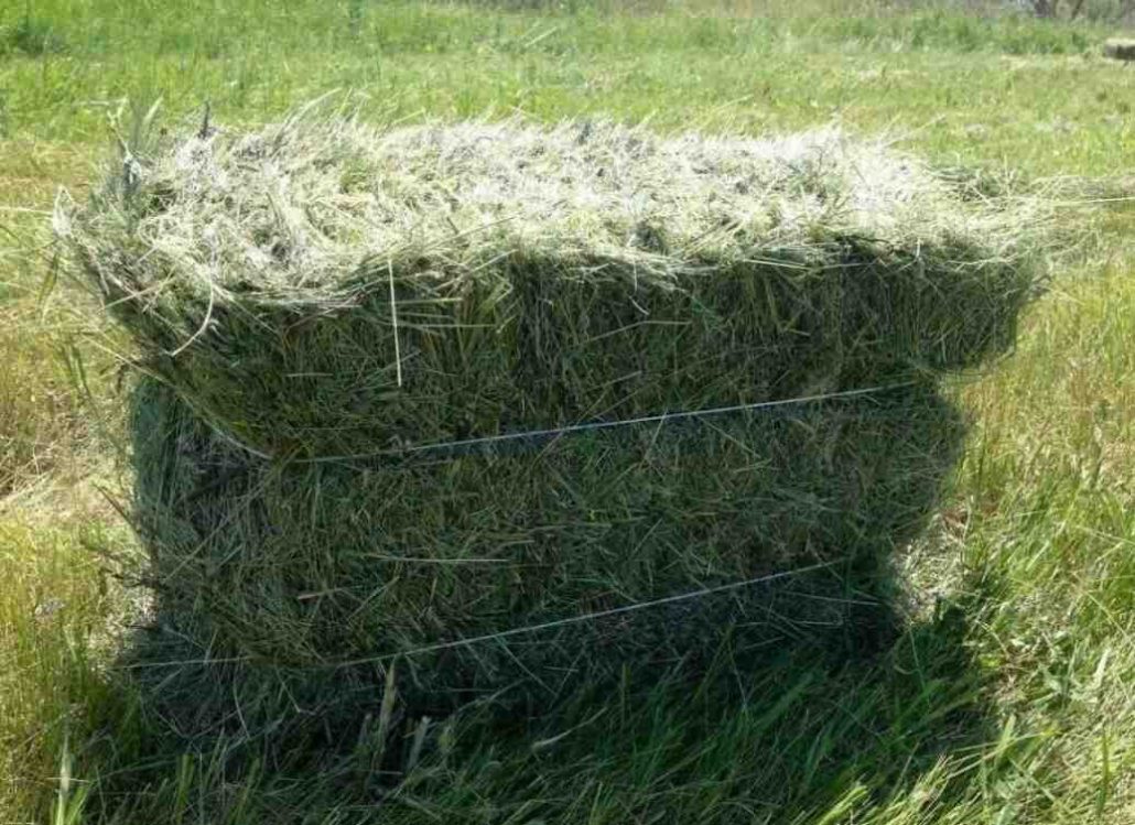 تصویر 1 از قیمت خوراک دام کاشمر با کیفیت ارزان + خرید عمده